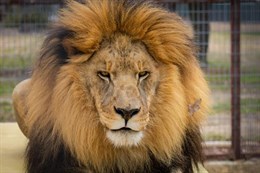 Leo, African lion