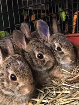 Orphaned cottontail rabbits receive care in our medical clinic. Orphaned babies stay in sanctuary with us until they are old enough to be released back into the wild.
