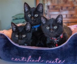 We socialize feral kittens and adopt them into indoor forever homes