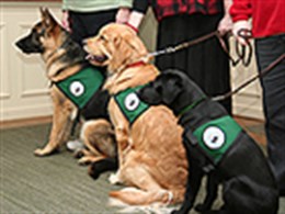 Seeing Eye Dogs a charity helping the blind.