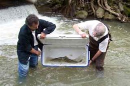 A steelhead is released to continue its migration